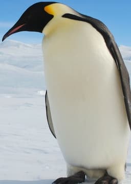 Emperor Penguin