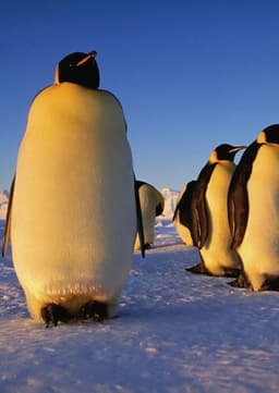 Emperor Penguin