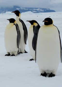 Emperor Penguin