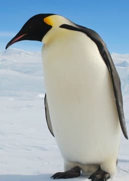 Emperor Penguin