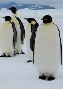 Emperor Penguin