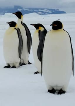 Emperor Penguin