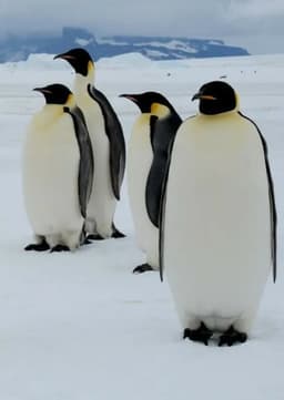 Emperor Penguin