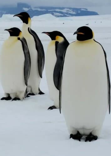 Emperor Penguin