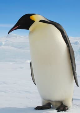 Emperor Penguin
