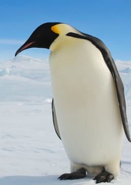 Emperor Penguin
