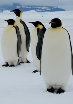 Emperor Penguin