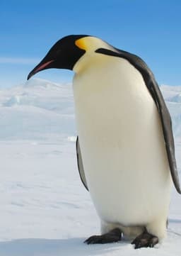 Emperor Penguin