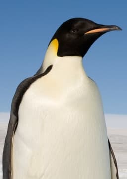 Emperor Penguin