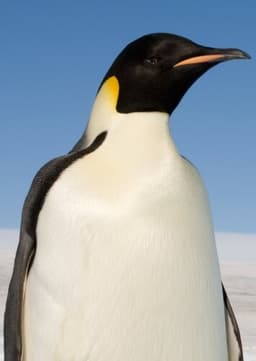 Emperor Penguin