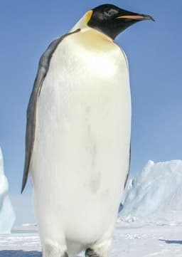 Emperor Penguin