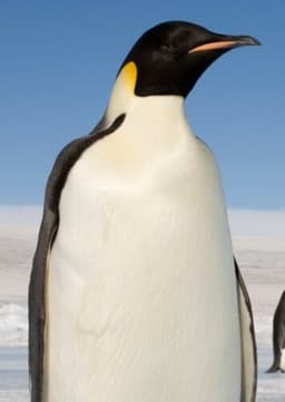 Emperor Penguin