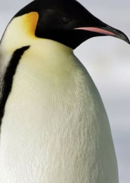 Emperor Penguin