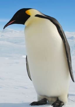 Emperor Penguin