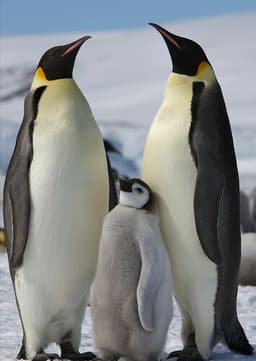 Emperor Penguin