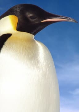 Emperor Penguin