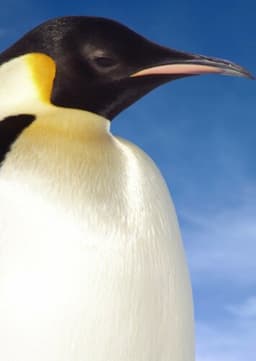 Emperor Penguin