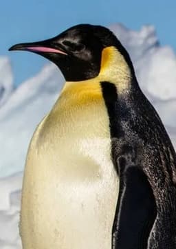 Emperor Penguin