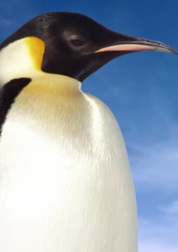 Emperor Penguin