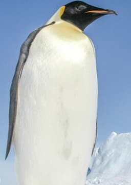 Emperor Penguin