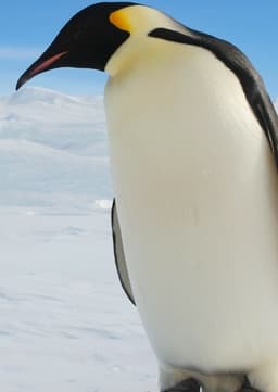 Emperor Penguin