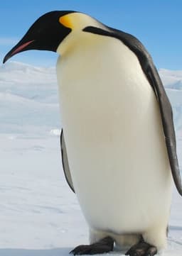 Emperor Penguin