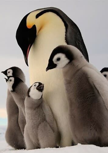 Emperor Penguin