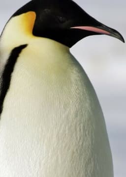 Emperor Penguin