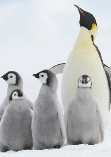 Emperor Penguin
