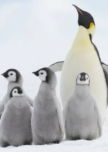 Emperor Penguin