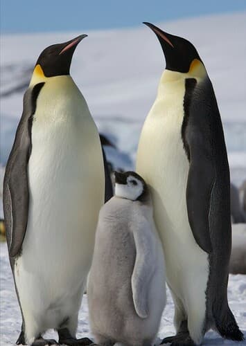 Emperor Penguin