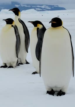 Emperor Penguin