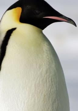 Emperor Penguin