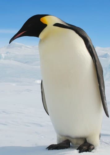 Emperor Penguin