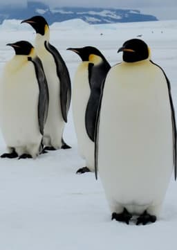 Emperor Penguin