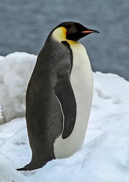 Emperor Penguin