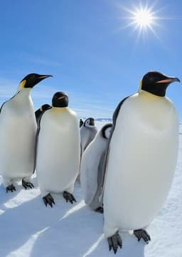 Emperor Penguin