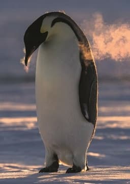 Emperor Penguin