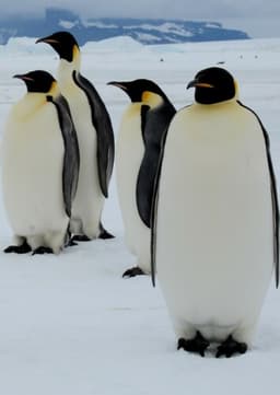 Emperor Penguin