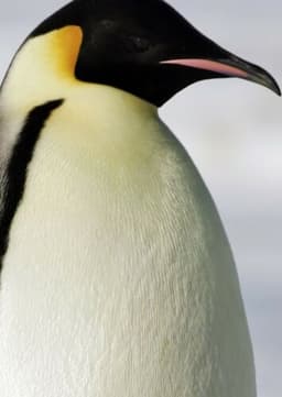 Emperor Penguin