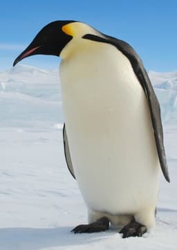 Emperor Penguin