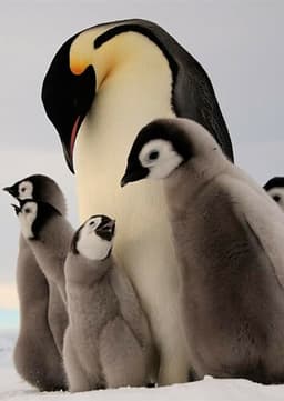 Emperor Penguin