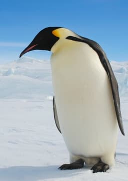 Emperor Penguin
