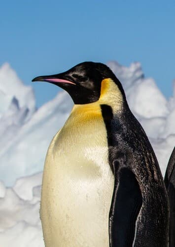 Emperor Penguin