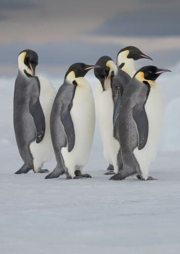 Emperor Penguin