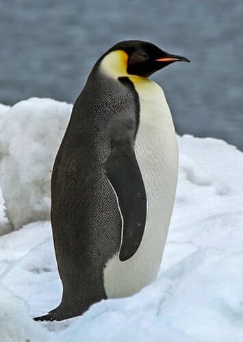 Emperor Penguin