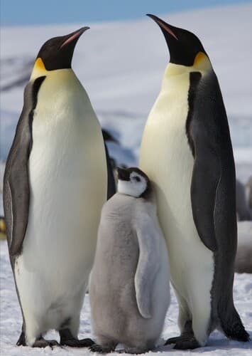 Emperor Penguins