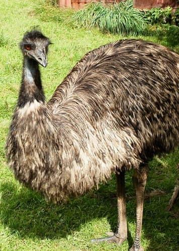 Emu