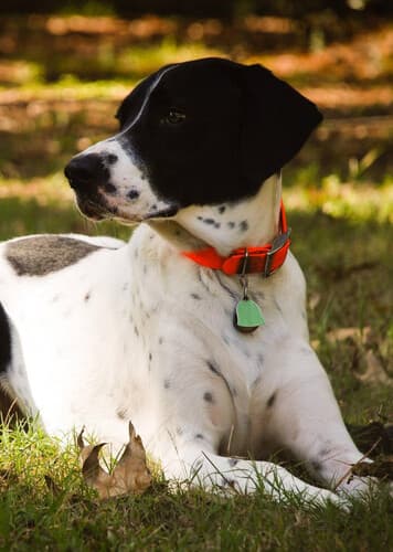 English Pointer