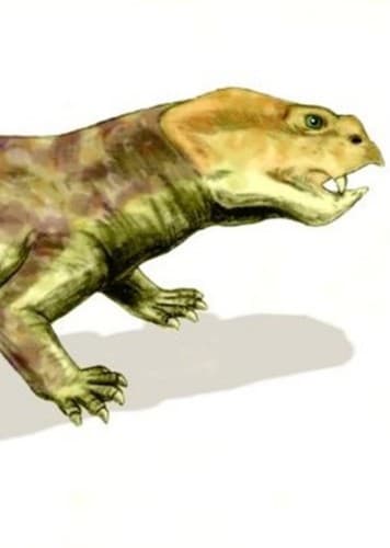 Eodicynodon